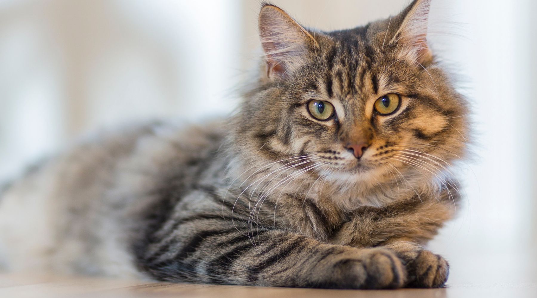 Seniors Pet Insurance